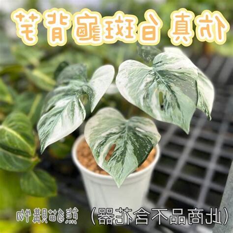 龜背芋 招財